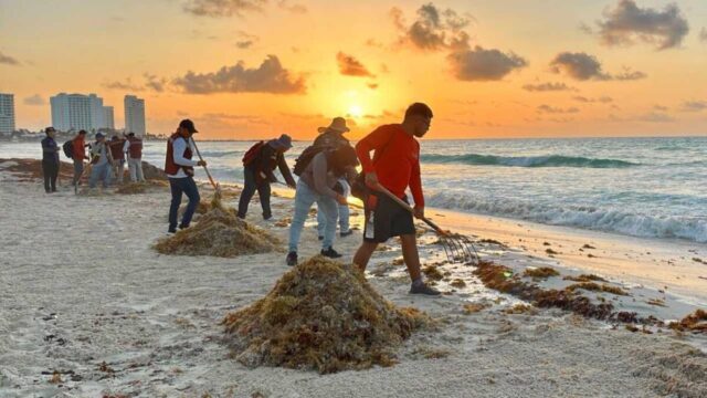 Sargazo en Quintana Roo: alertan por salud de trabajadores y futuro turístico