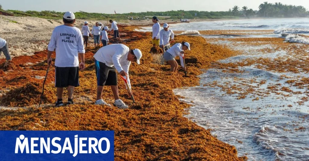 Caribe une fuerzas contra el sargazo que amenaza playas turísticas