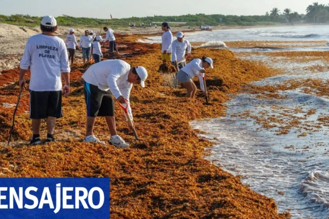 Caribe une fuerzas contra el sargazo que amenaza playas turísticas