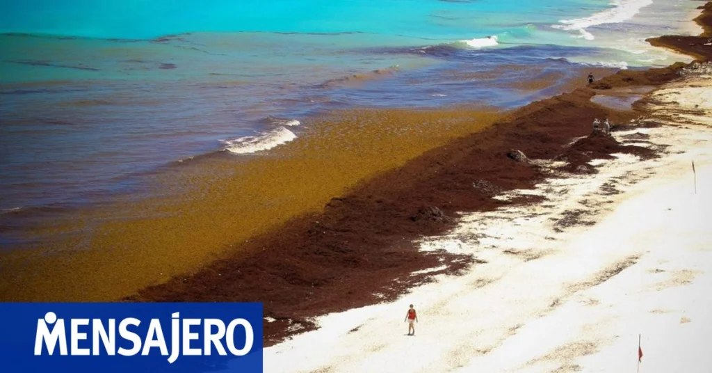 La recolección de sargazo en Cancún cae a 1.700 toneladas en septiembre