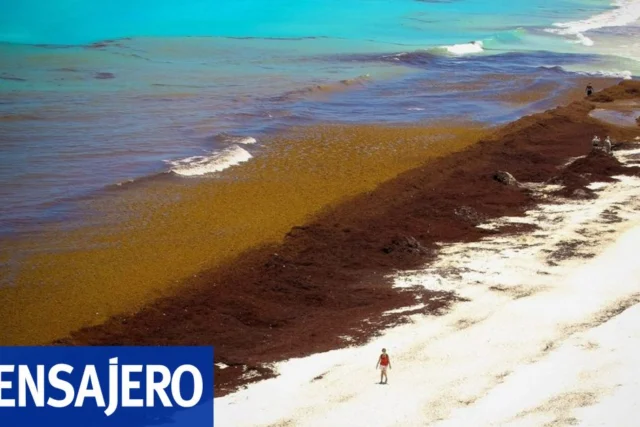 La recolección de sargazo en Cancún cae a 1.700 toneladas en septiembre