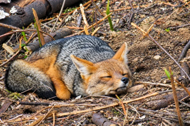 Parque Nacional Nonguén cierra en cuatro tramos por monitoreo de fauna