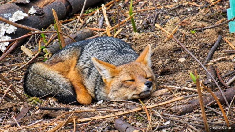 Parque Nacional Nonguén cierra en cuatro tramos por monitoreo de fauna