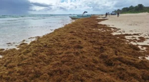 Tulum: limpieza de sargazo en cuatro playas y caída de bodas