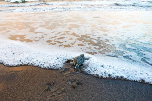 Voluntariado en Costa Rica para cuidar tortugas desde 77 euros por noche