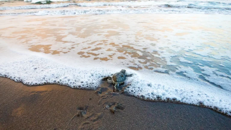 Voluntariado en Costa Rica para cuidar tortugas desde 77 euros por noche