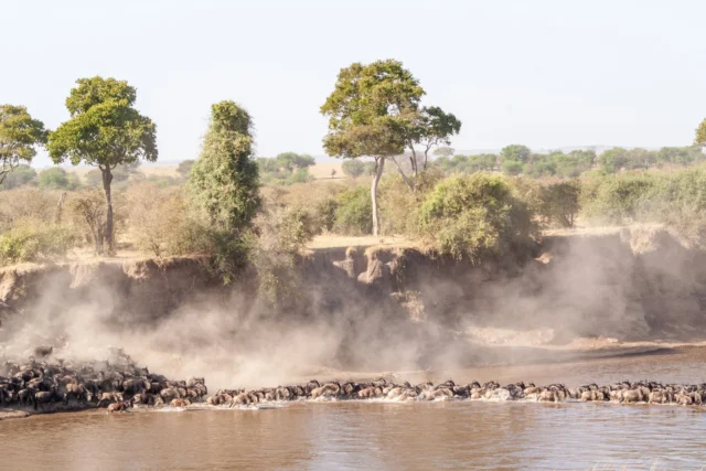 Safari en Tanzania: la gran migración de los ñus y las tribus