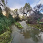 Estero Tipaume