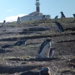 Faro Isla Magdalena