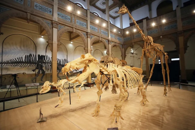 Muestra “Vertebrados, Anatomía–Evolución–Extinción” en el Museo Nacional de Historia Natural