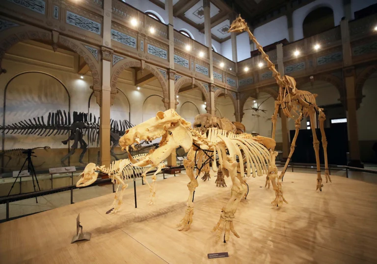 Muestra “Vertebrados, Anatomía–Evolución–Extinción” en el Museo Nacional de Historia Natural