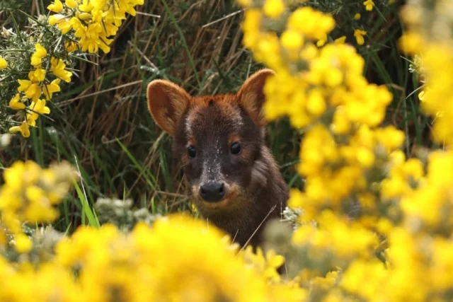 Chiloé: un programa escolar para cuidar al pudú, el ciervo más pequeño del bosque