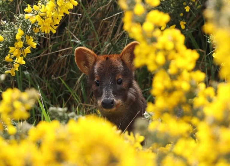 Chiloé: un programa escolar para cuidar al pudú, el ciervo más pequeño del bosque