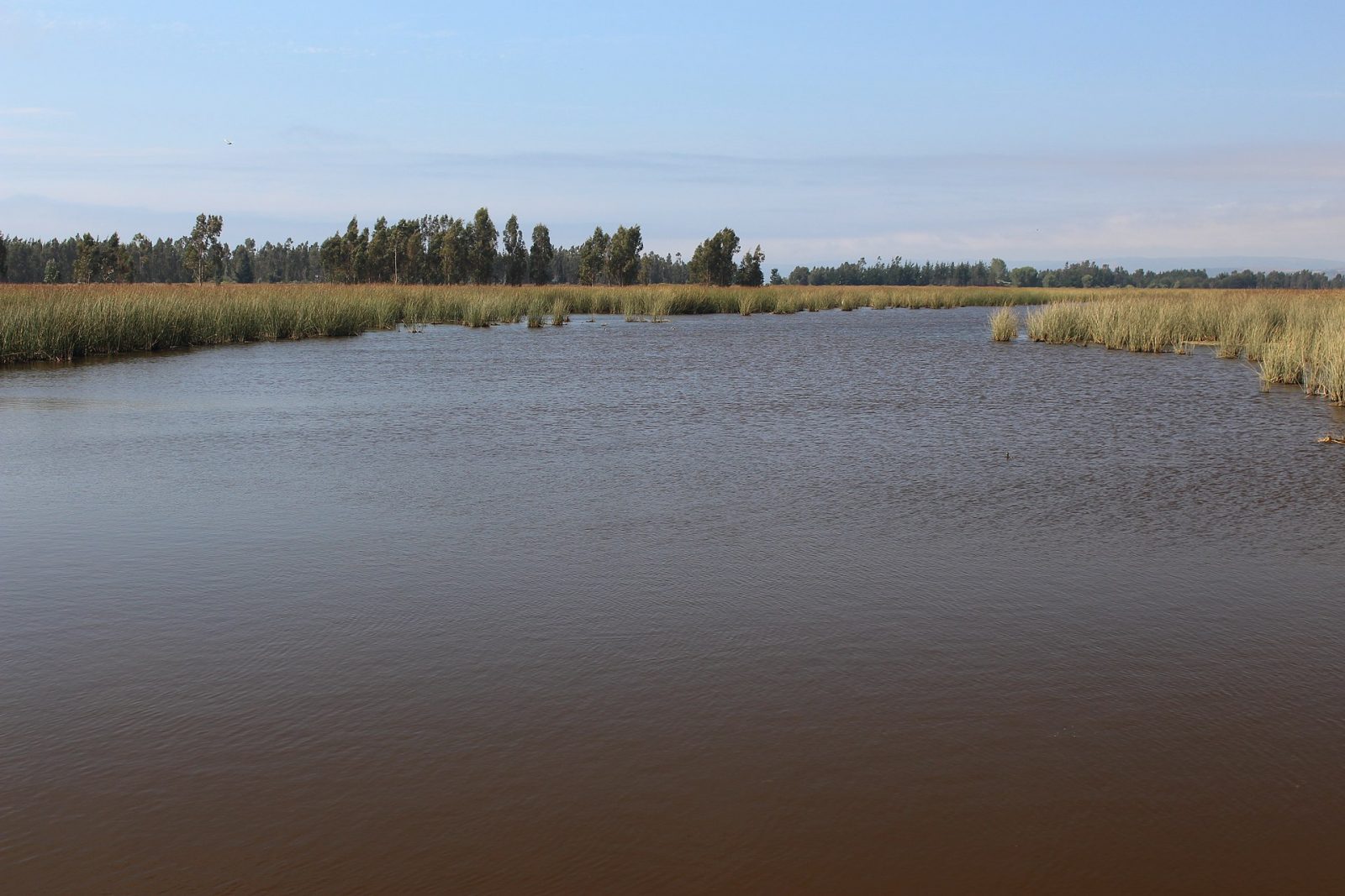 Santuario de la Naturaleza Humedales Costeros de Putú–Huenchullamí