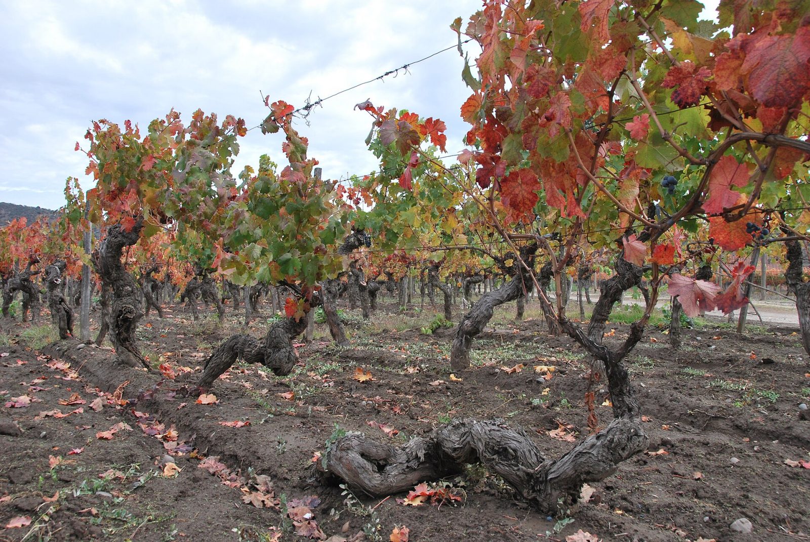 Viña Clos de Luz