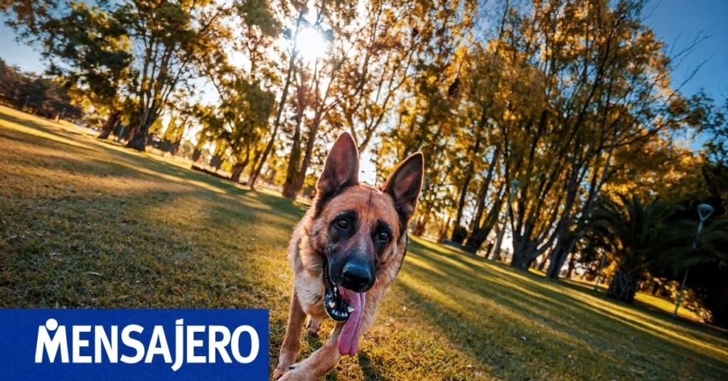 Buenos Aires destaca en guía pet friendly de Booking.com
