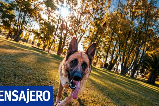 Buenos Aires destaca en guía pet friendly de Booking.com
