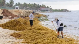 40 a 90 toneladas de sargazo flotan en el Caribe y 10% llega a Quintana Roo