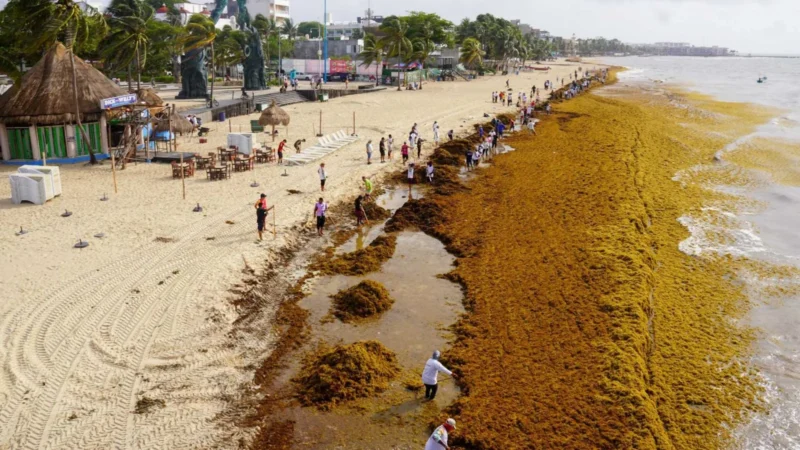 Caribe une fuerzas contra el sargazo que amenaza playas turísticas