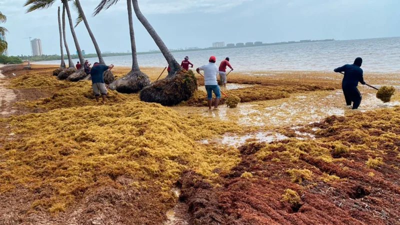 Sargazo en el Caribe: 96 mil toneladas recogidas en 2026 y la pelea por la arena
