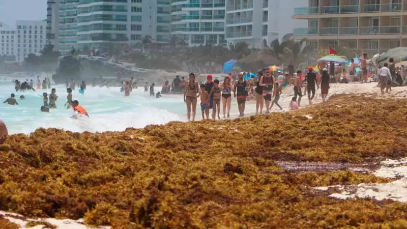 Sargazo en Quintana Roo: baja de 6.684 a 1.700 toneladas en septiembre