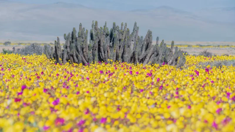 Desierto florido en Atacama: la mayor floración desde 1997 se extiende por la costa