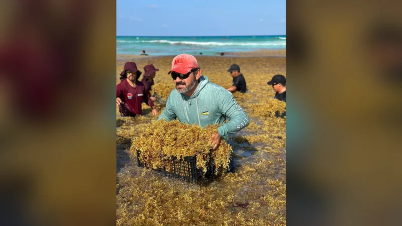 La recolección de sargazo en Cancún cae a 1.700 toneladas en septiembre