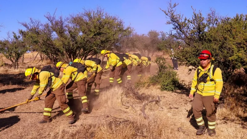 Itata refuerza prevención de incendios con cortafuegos y mapas de riesgo