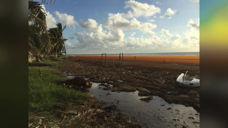 Sargazo avanza hacia la Bahía de Chetumal y pone en alerta a la ciudad