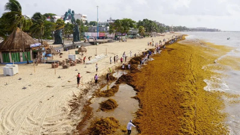 40 a 90 toneladas de sargazo flotan en el Caribe y 10% llega a Quintana Roo