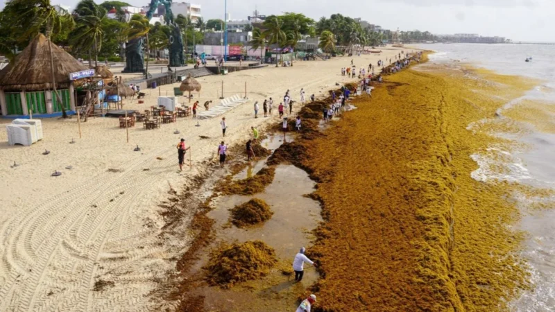 Sargazo moderado en Playa del Carmen durante la primera semana de octubre