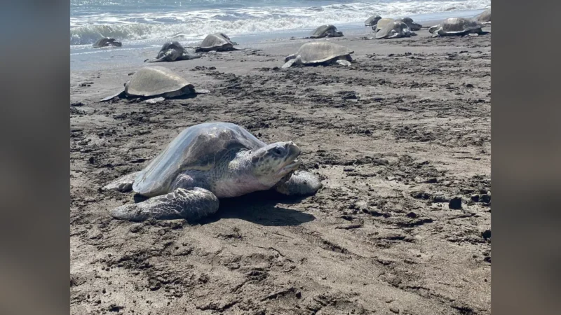 Voluntariado en Costa Rica para cuidar tortugas desde 77 euros por noche