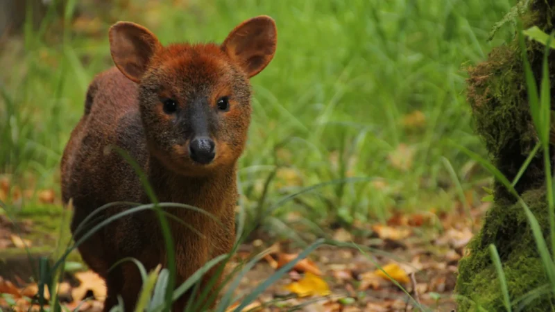 Chiloé: un programa escolar para cuidar al pudú, el ciervo más pequeño del bosque