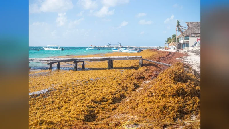 Sargazo en el Caribe: 45 países y 350 expertos buscan soluciones conjuntas