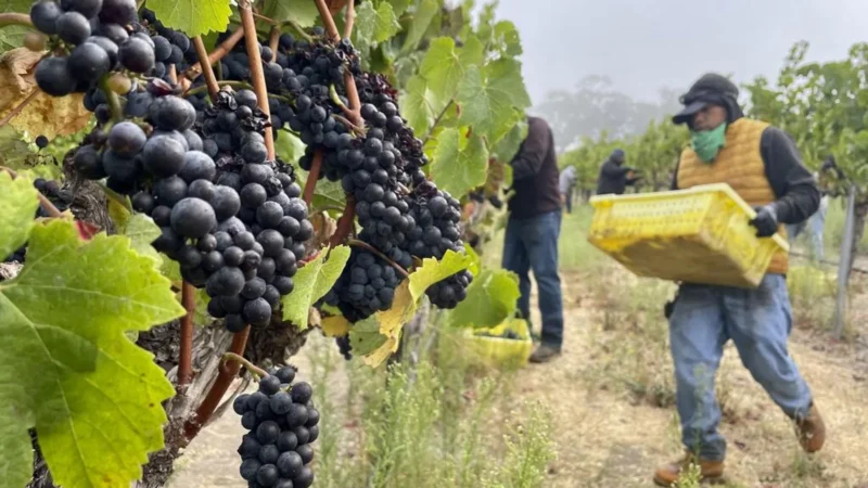 Bodegas indígenas en California: el terroir como historia y cultura