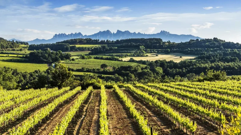 El repetidor de bachillerato que hoy enseña vino en el Penedès