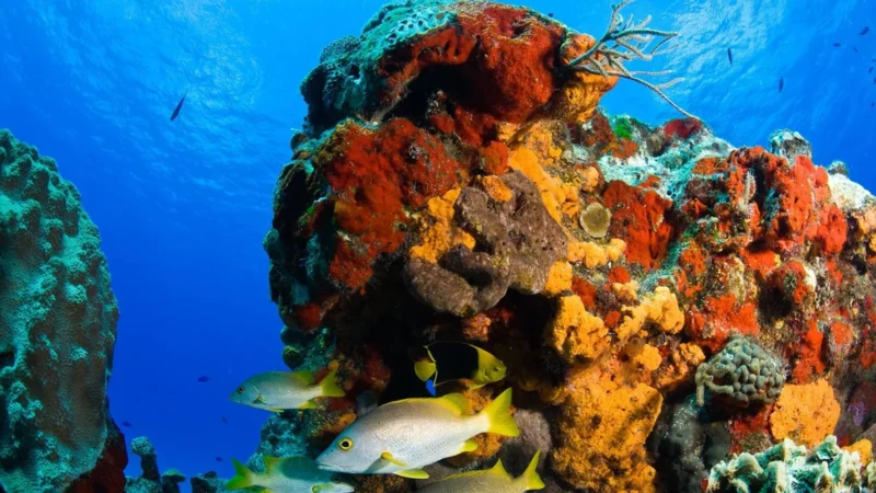 Cozumel cerrará el acceso a cuatro zonas de arrecife en octubre y noviembre