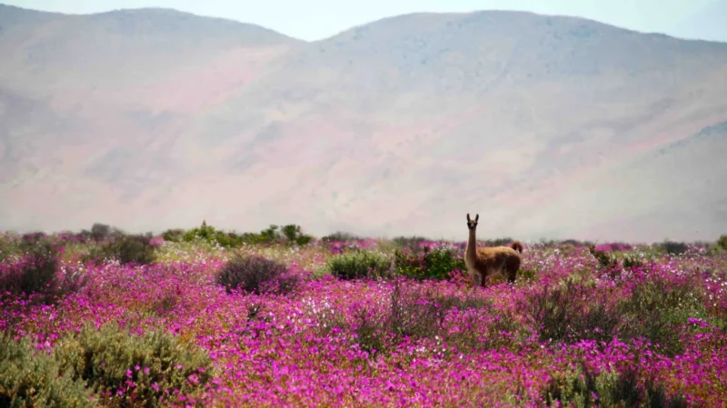 Cinco escapadas por Chile para el feriado del 12 de octubre