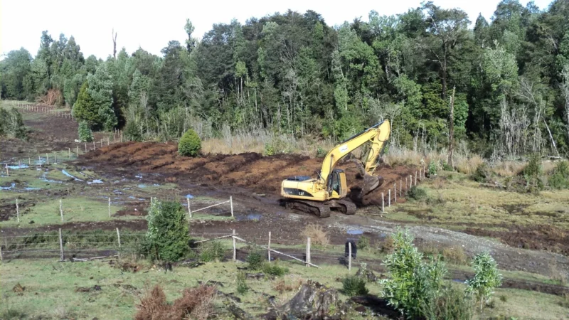 Culmina restauración de 75 hectáreas de bosque nativo en Chiloé