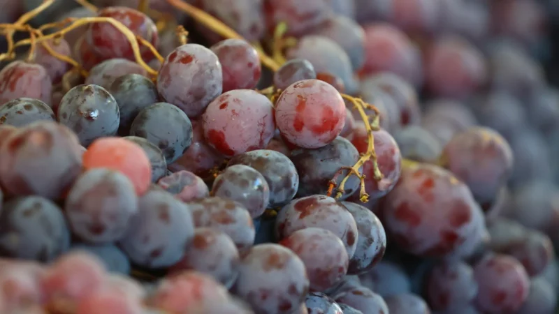 Chile libre de mosca de la fruta: el reconocimiento que enorgullece a los chilenos
