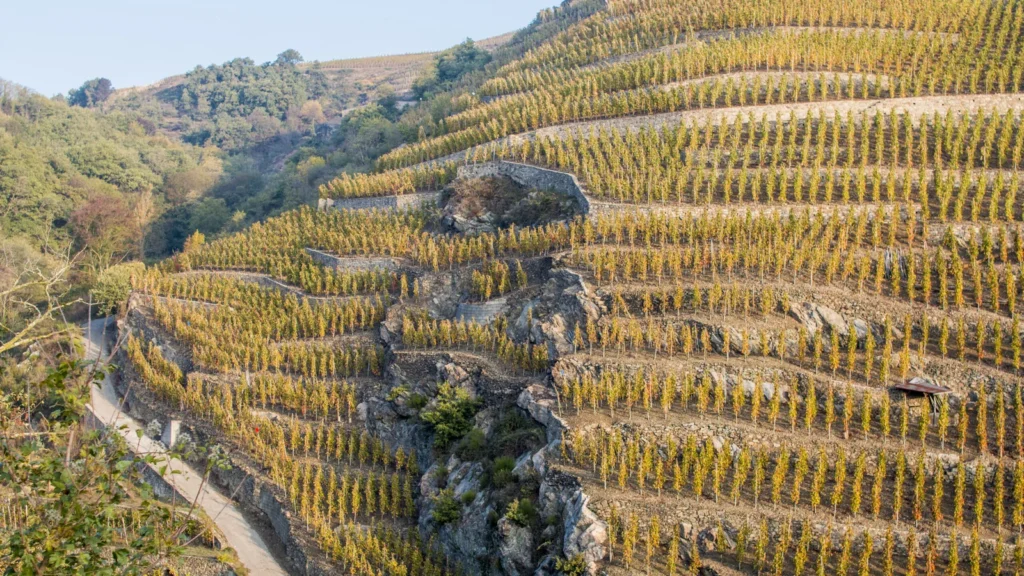 Côte-Rôtie: la guerra cultural por la clasificación de sus viñedos
