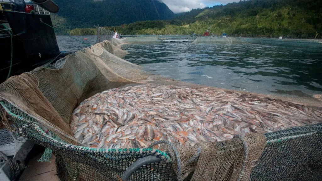 300 toneladas de salmones muertos en la Reserva Kawésqar: organizaciones piden respuestas