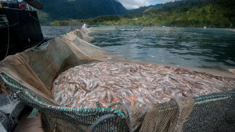 300 toneladas de salmones muertos en la Reserva Kawésqar: organizaciones piden respuestas
