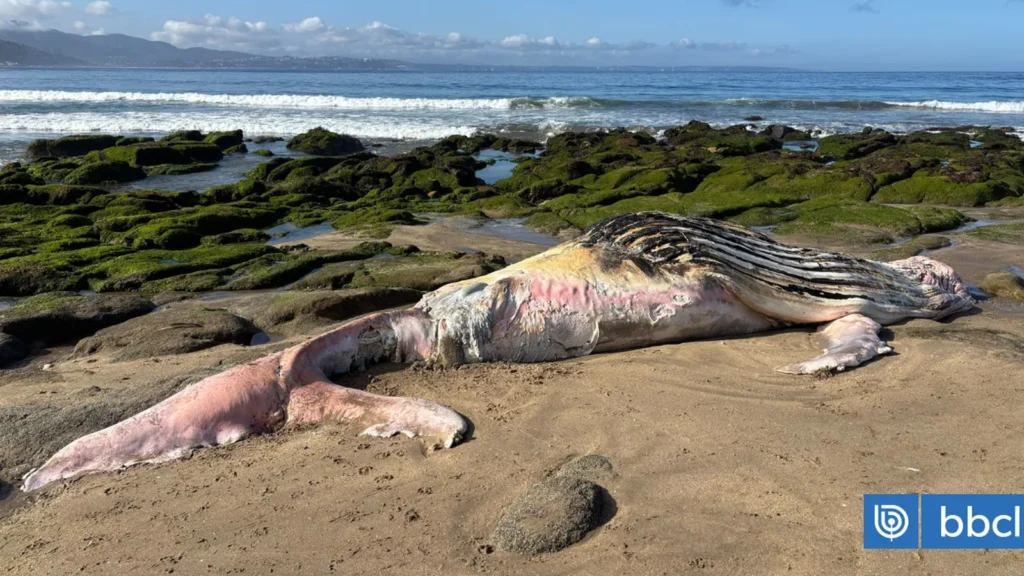 Ballena jorobada de 9 metros aparece muerta en playa de Cachagua, Zapallar