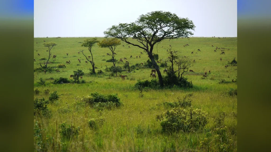 Uganda: el destino africano que está dejando la sombra de sus vecinos