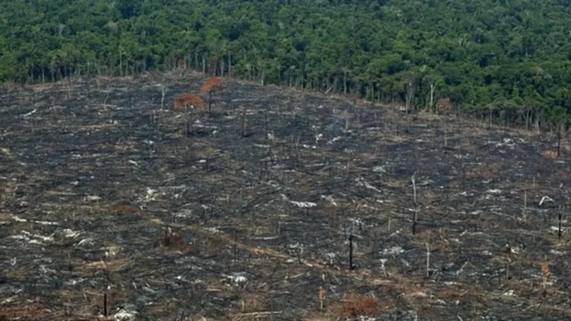 Deforestación en Amazonía brasileña cae a mínimo histórico