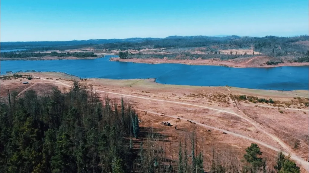 Puma en la Reserva Lago Peñuelas: segundo avistamiento confirmado en Valparaíso