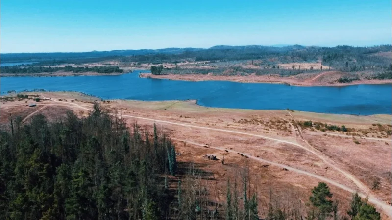 Puma en la Reserva Lago Peñuelas: segundo avistamiento confirmado en Valparaíso