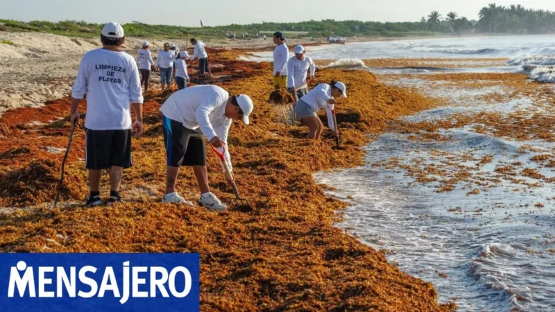 Sargazo en el Caribe: baja en septiembre y optimismo para el verano argentino