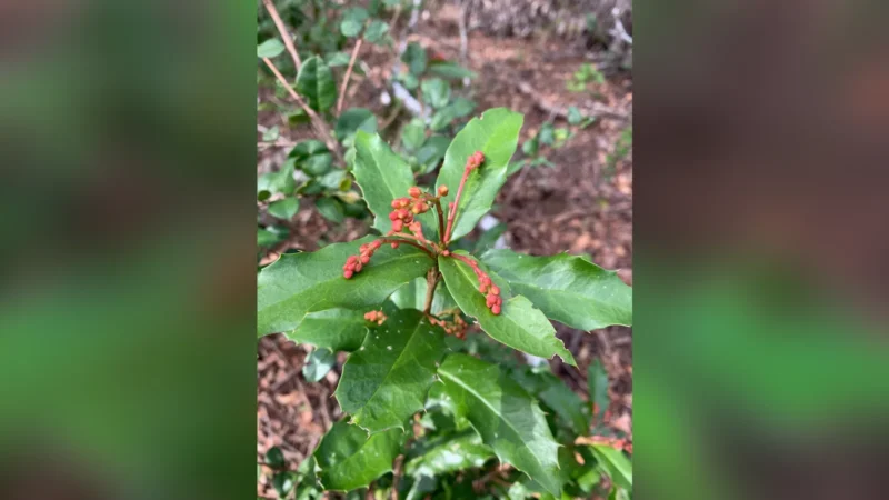 Parque Nacional Nonguén: tres senderos para recorrer con adultos mayores en el Biobío